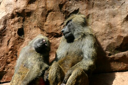 Monkey animal sleeping
