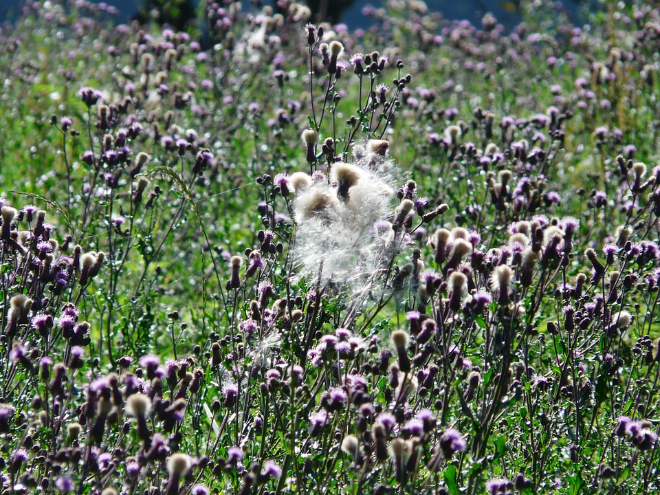 Cirsium arvense thistle thistle field