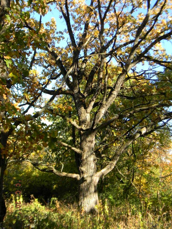 Live oak nature botanical