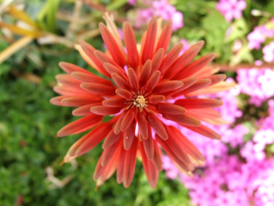 Red summer fractal
