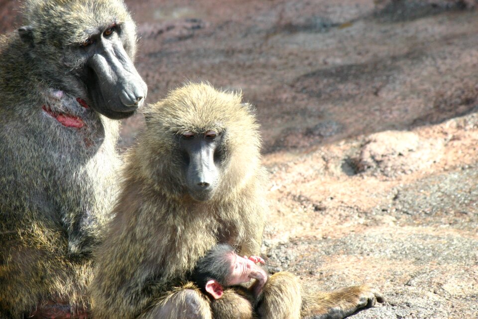 Monkey baby animal monkey family