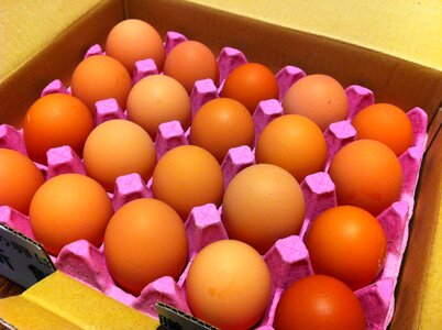 Eggs food nutrition