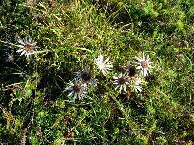 Flower plant meadow photo