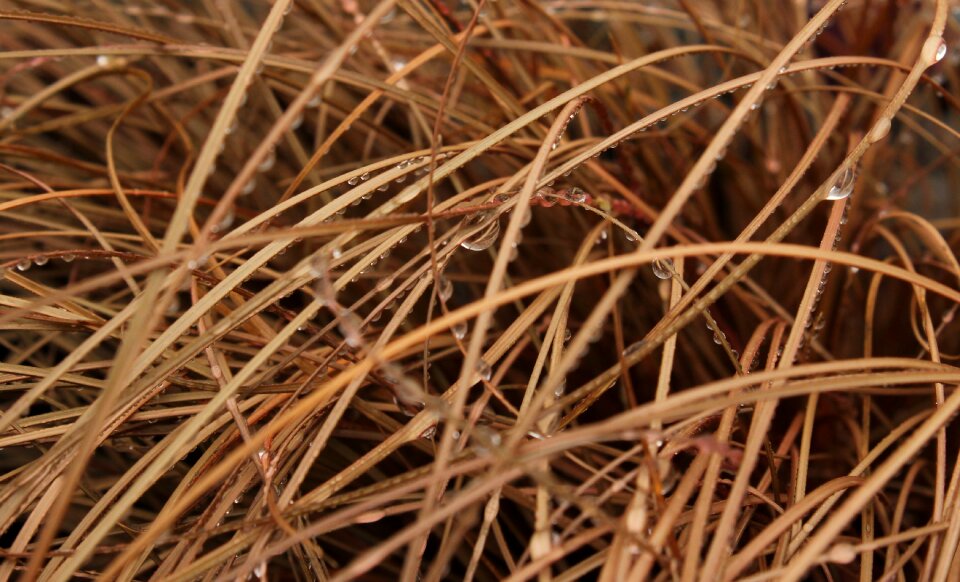Close up plant nature