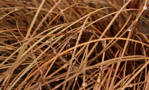 Close up plant nature