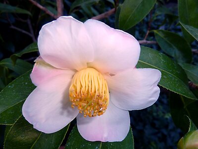 Fragrant rosa garden photo