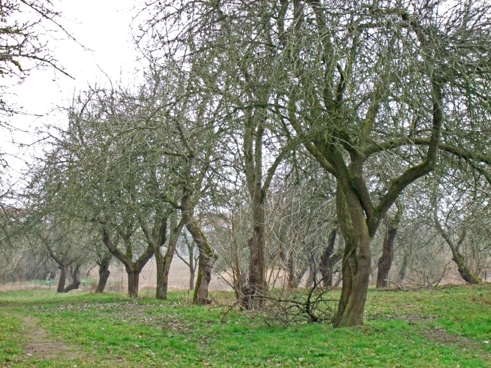 November haunting apple tree