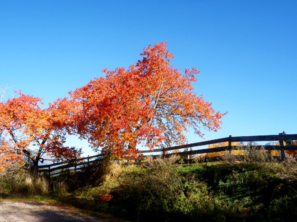 Tree fence red
