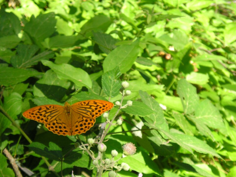 Butterflies nature riópar