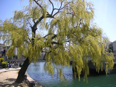 Natural summer weeping willow tree photo