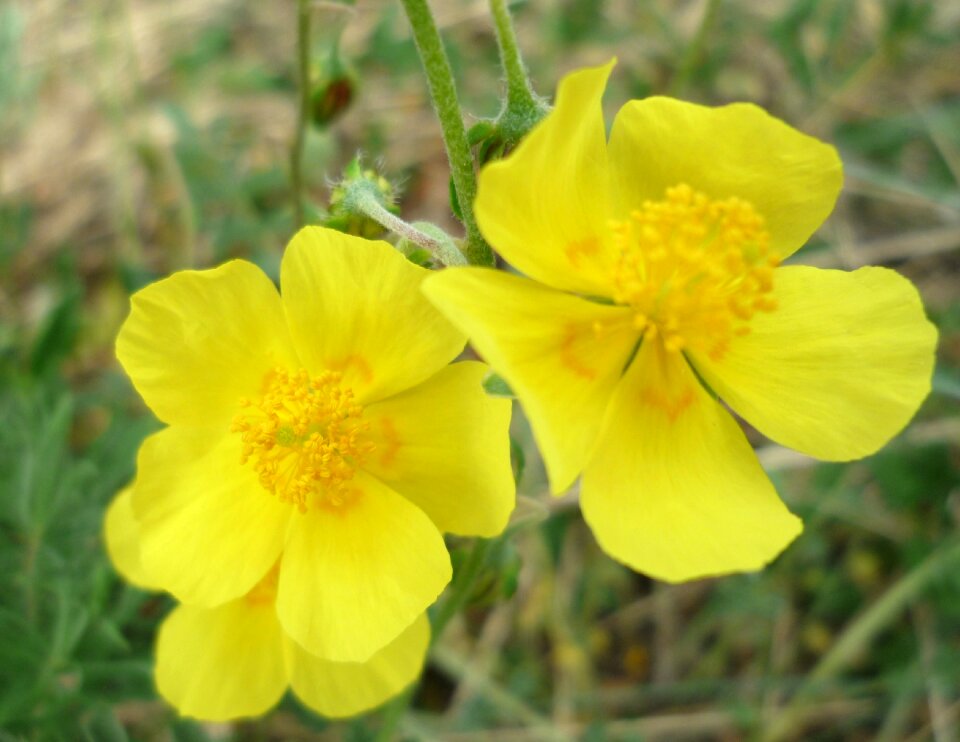 Yellow buttercup spring