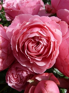 Roses floribunda pomponella
