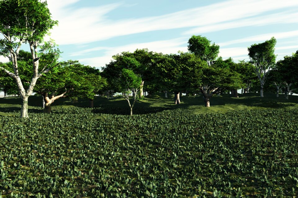 Meadow grass scenery