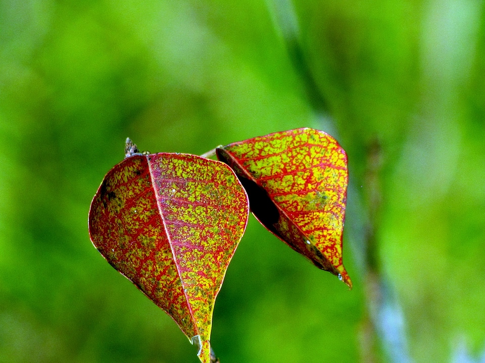 Plant natural botanical