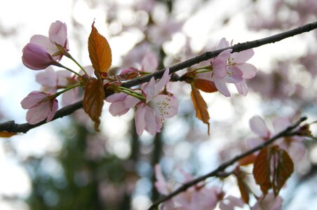 Spring japan flowers