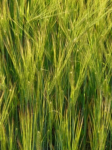 Grain cereal cornfield