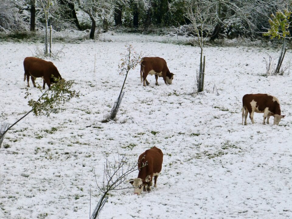Snow cold season