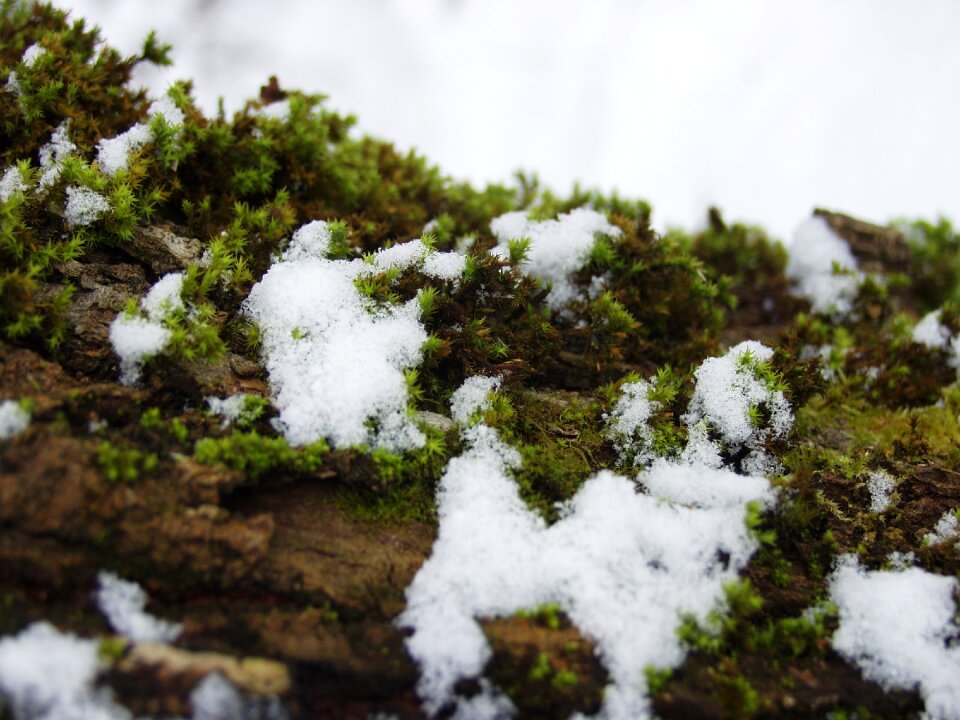 Winter cold white