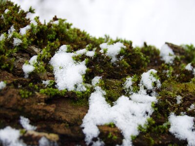 Winter cold white