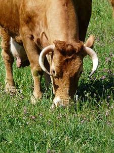Creature cattle horns photo