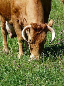 Creature cattle horns