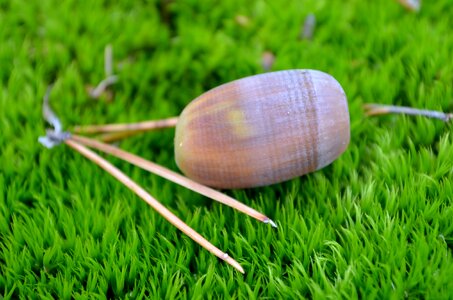 Acorn moss forest