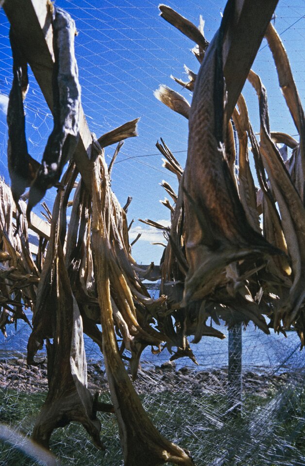 Preserved pollack haddock
