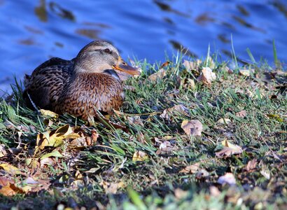 Ducks fowl wildlife photo