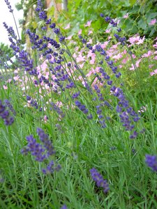 Fragrant aromatic true lavender photo