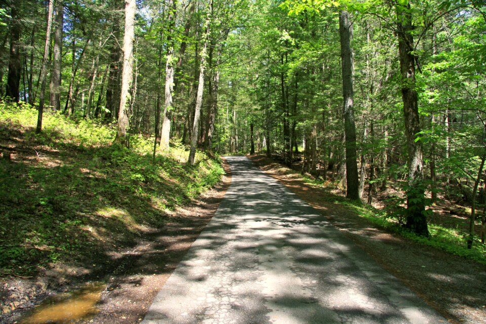 Forest countryside country