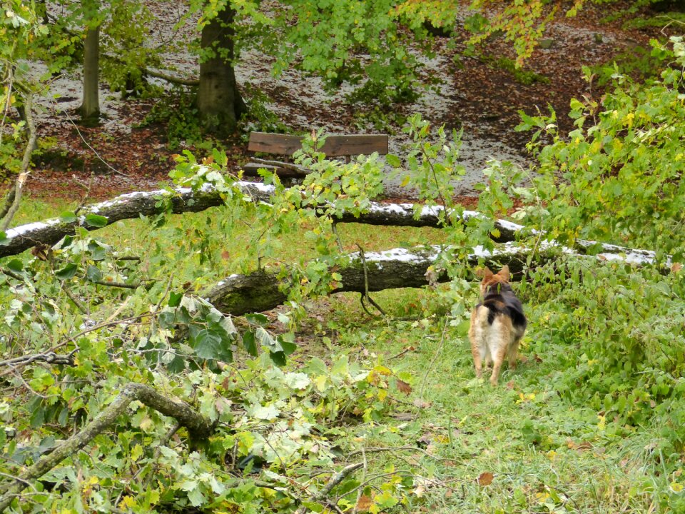 Damaged nature landscape