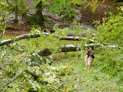Damaged nature landscape