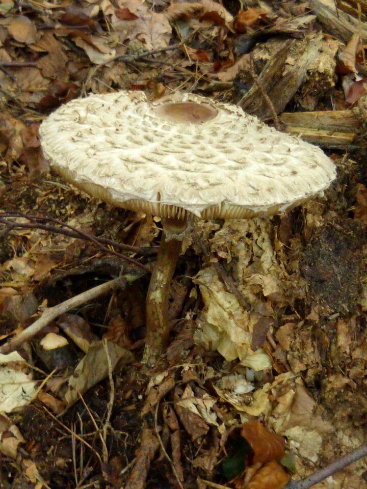 Toxic autumn poison