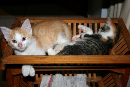 Kittens sleep basket photo