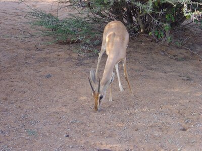Gazelle dione djibouti africa