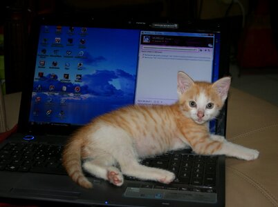 Roux lying computer