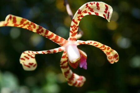Ste rose flowers spider orchid