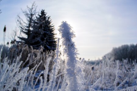 Cold icy frost photo