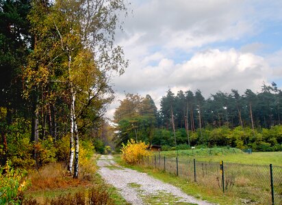 Fall trees forest photo