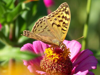 Flower butterfly beauty photo
