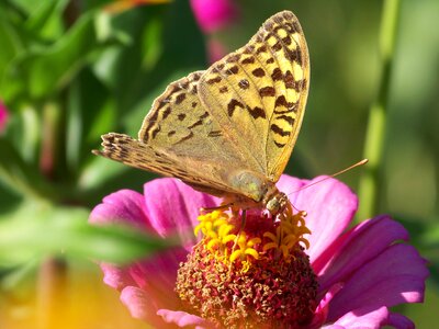 Flower butterfly beauty