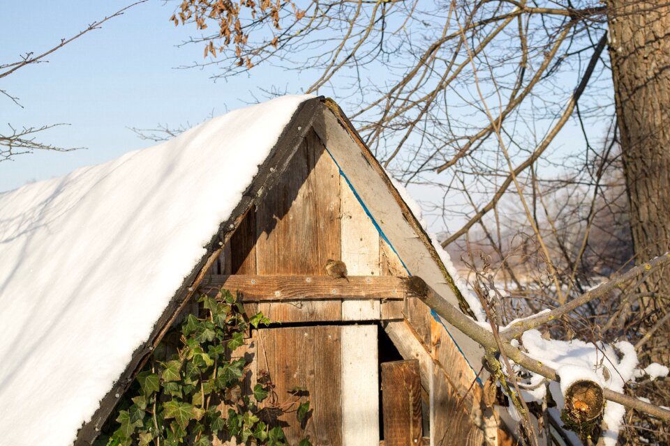 Animal winter sweet