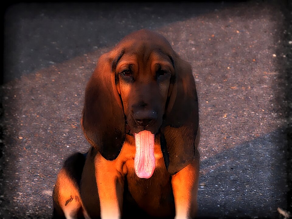 Brown canine animal