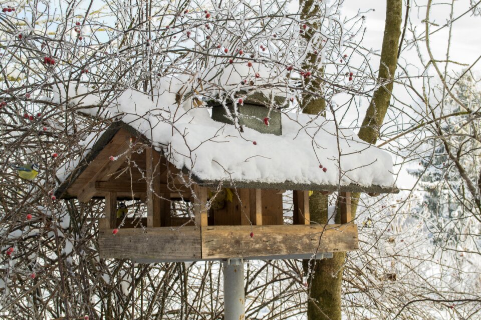 Snow winter aesthetic