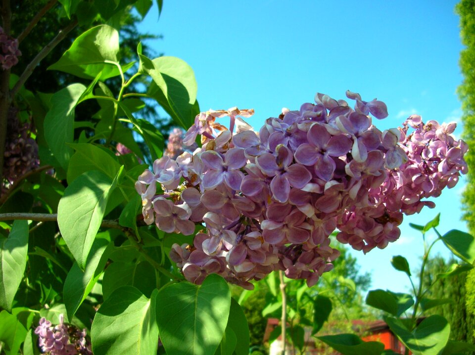 Plant flower blue violet