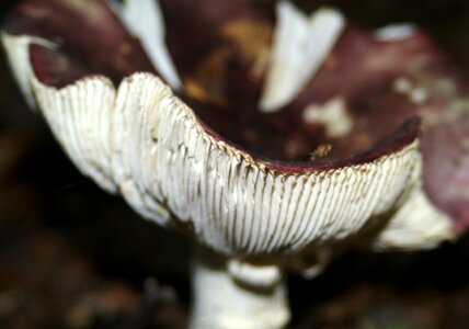 Mushrooms bottom leaves