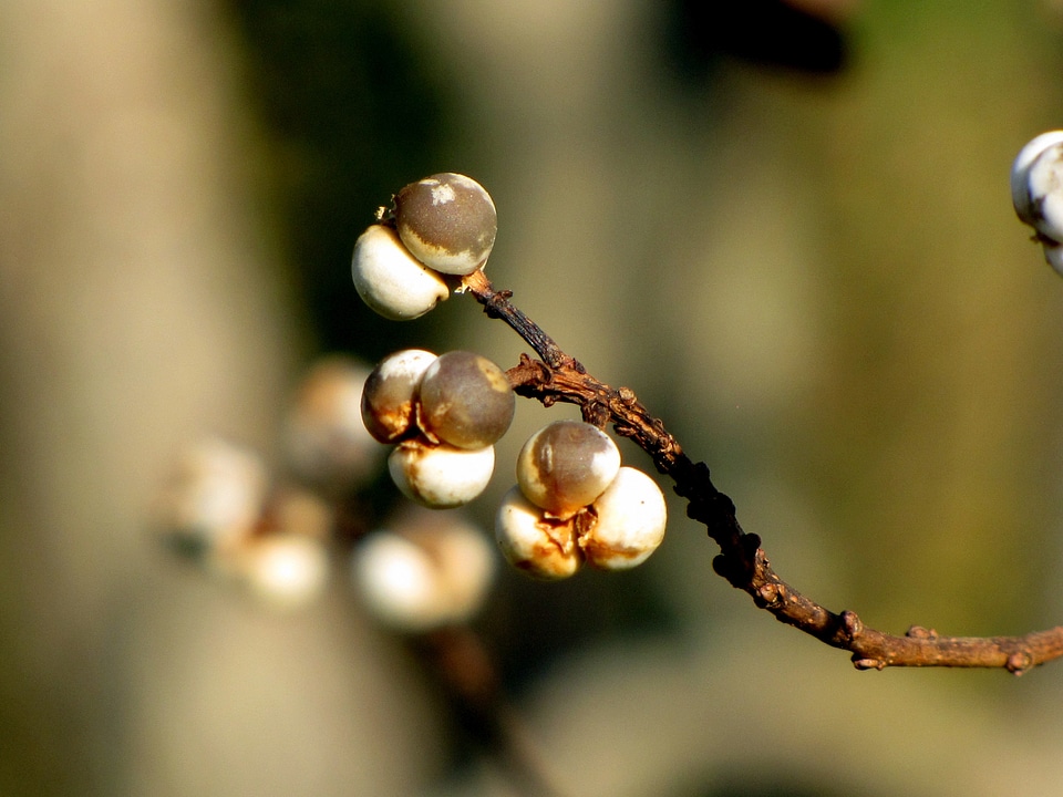 Nature bud wood
