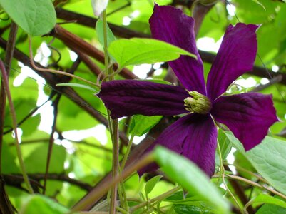 Wildflower spring violet