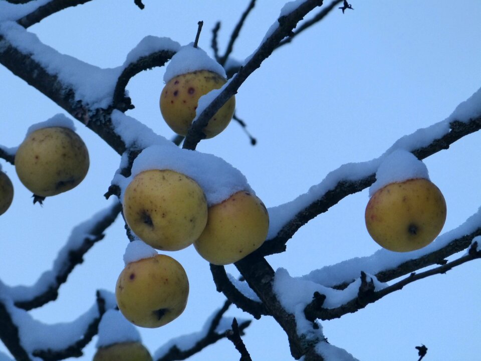 Cold frozen ice