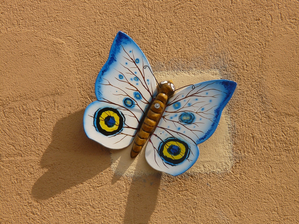 Animal insect wing